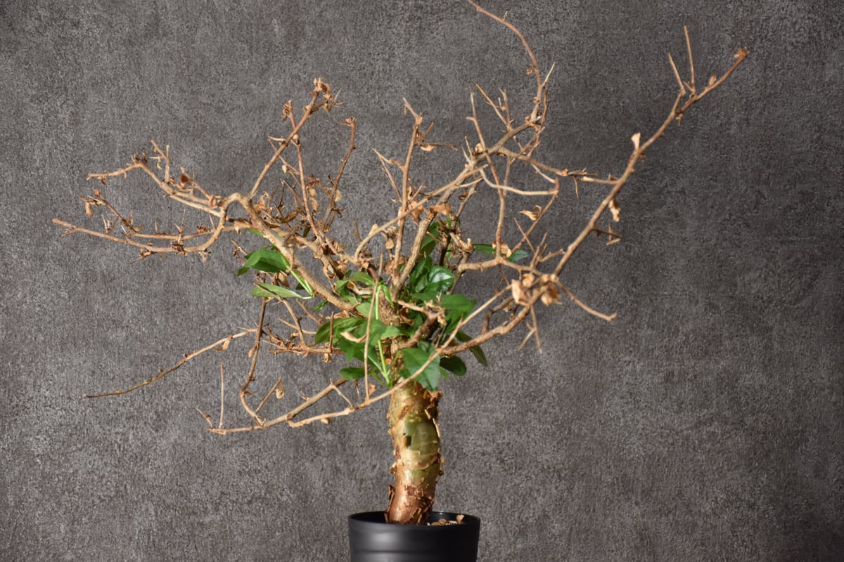 コミフォラ・ハベシニカ　発根済み現地株 Commiphora habessinica コミフォラ ハベシニカ 発根済現地株 #3