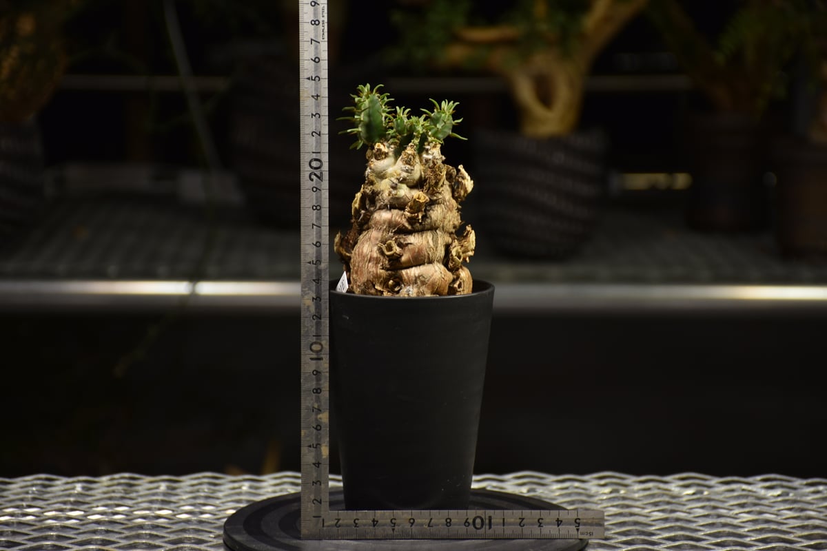 fit=scale-down,w=1200