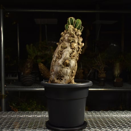 Euphorbia mlanjeana　ユーフォルビア ムランジーナ 発根済現地株 I84