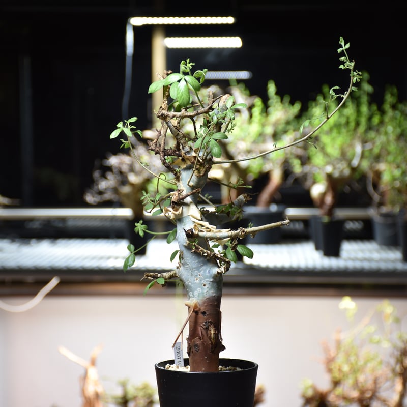 コミフォラ ホルトジアナ Commiphora holtziana コミフォラ ホルトジアナ 発根済現地株 B4