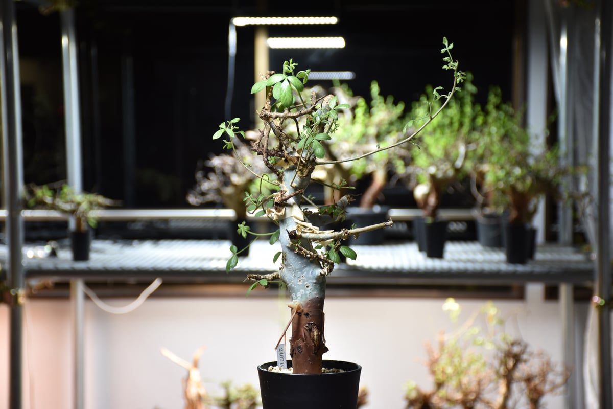 コミフォラ ホルトジアナ Commiphora holtziana コミフォラ ホルトジアナ 発根済現地株 #9