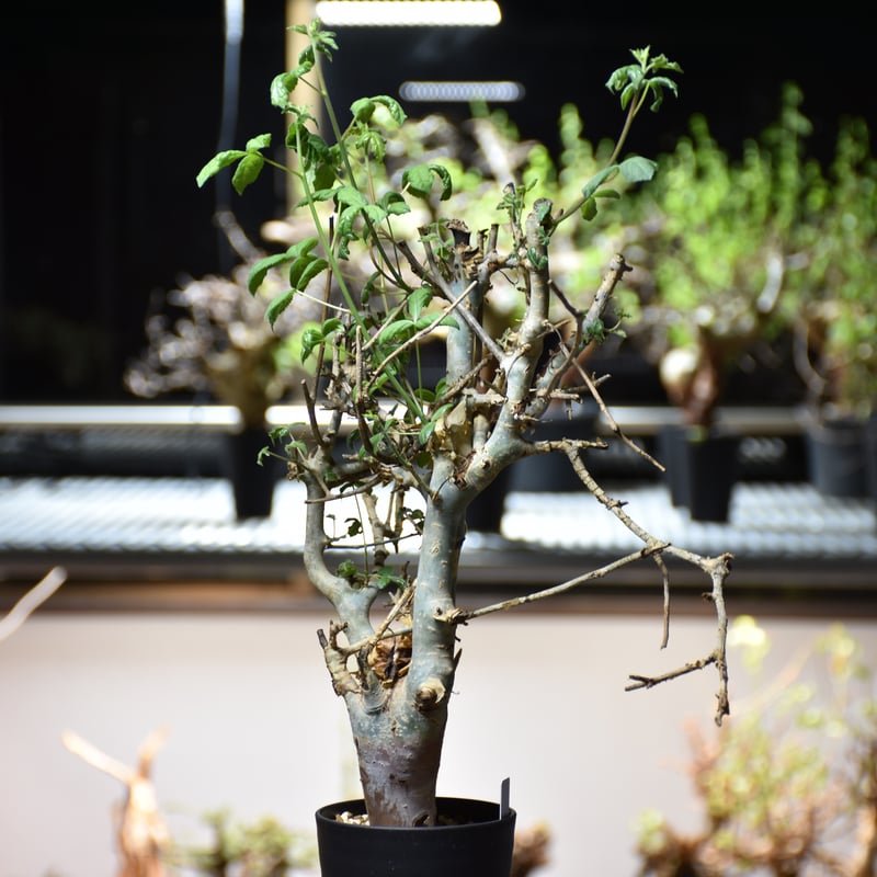 b*y様 コミフォラ クア 未発根 コミフォラ ハベシニカ 発根済 (商品番号hs-2) | RISE-CAUDEX