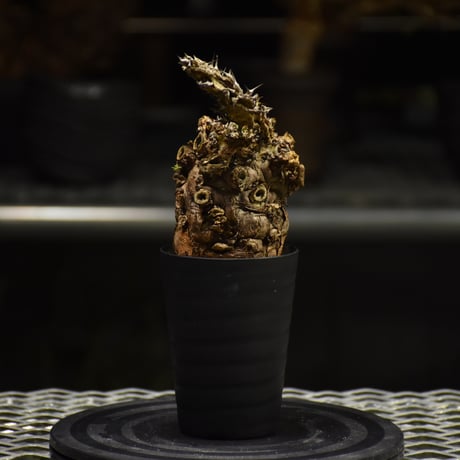 Euphorbia mlanjeana　ユーフォルビア ムランジーナ 発根済現地株 I30