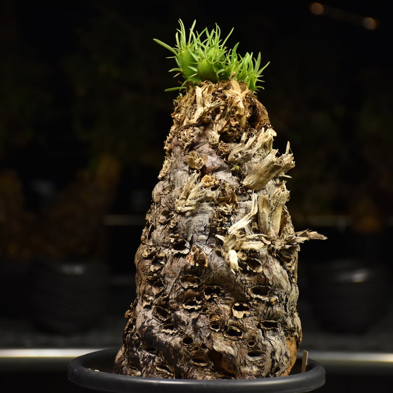 ね*]様 ユーフォルビア ムランジーナ 現地球 大株 葉有り 輸入即出品 11E ようやく、 3株目にして ようやく発根させられたムランジーナ