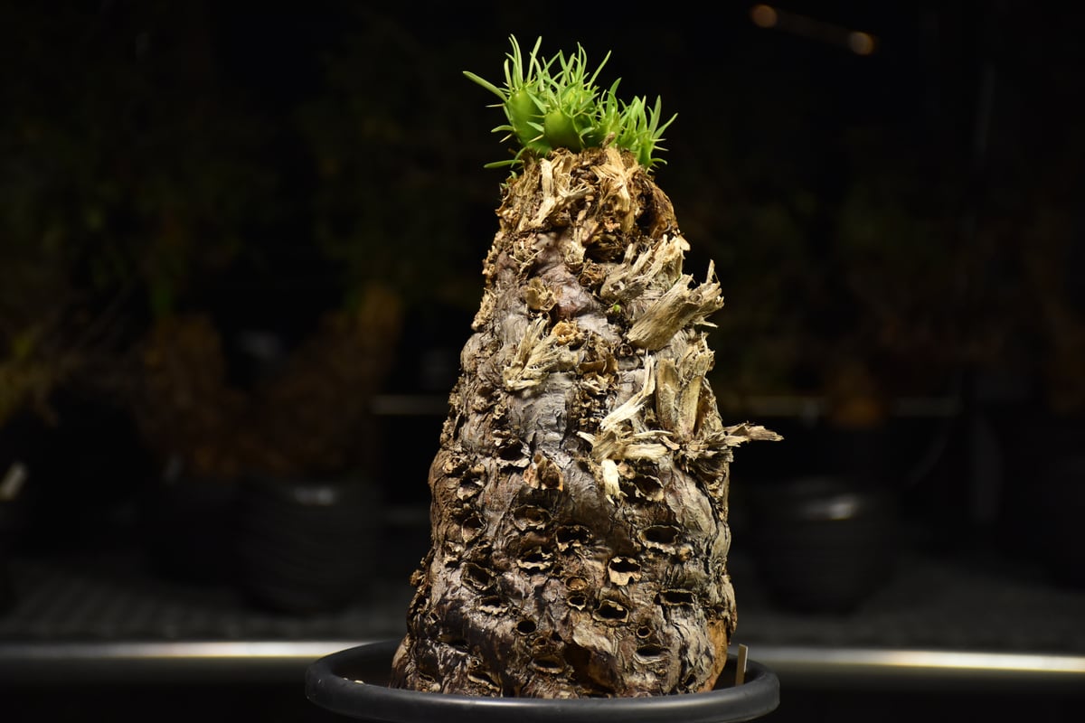 Euphorbia mlanjeana ユーフォルビア ムランジーナ 発根済現地株 I42 |