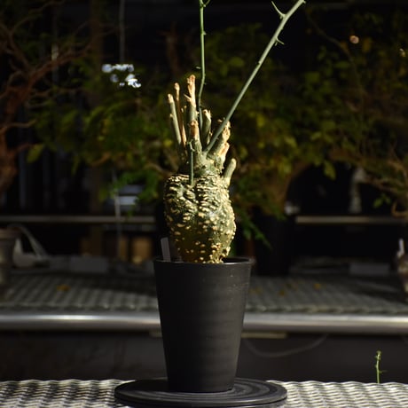 Adenia grobosa アデニア グロボーサ 発根済現地株 D21