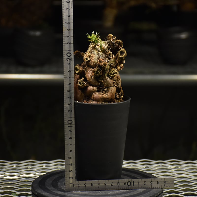 ユーフォルビア　ムランジーナ　【発根済み】 Euphorbia mlanjeana ユーフォルビア ムランジーナ 発根済現地株