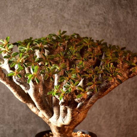 Euphorbia guillauminiana　ユーフォルビア　ギラウミニアナ　発根済現地株 #1