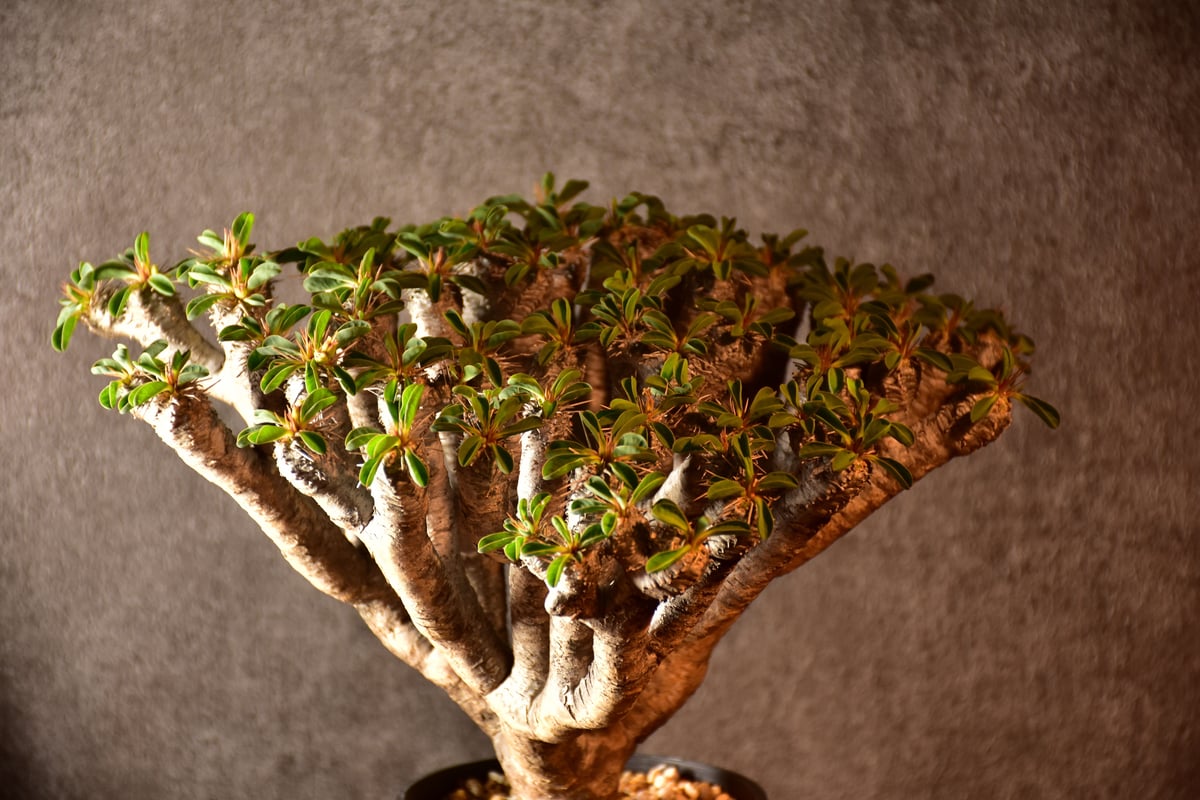 Euphorbia guillauminiana ユーフォルビア ギラウミニアナ 発根済現地株