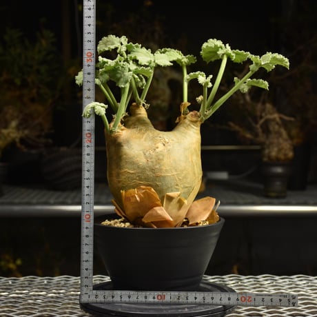 Cyphostemma uter var. macropus　キフォステンマ ウター マクロプス 発根済現地株 I22