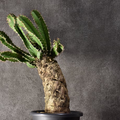 Euphorbia mlanjeana　ユーフォルビア ムランジーナ 発根済現地株 #4