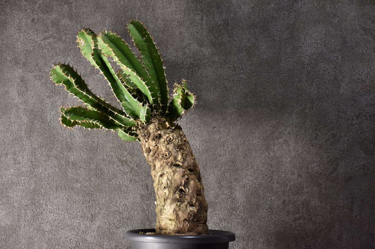 Euphorbia mlanjeana ユーフォルビア ムランジーナ 発根済現地株 #4 |