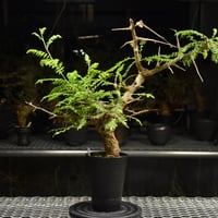 Boswellia neglecta　ボスウェリア ネグレクタ　発根済現地株　H19