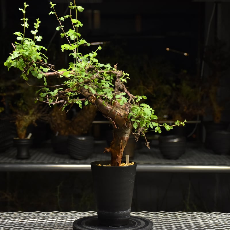 Commiphora Boranensis コミフォラ ボラネンシス 発根済現地株 F24 |