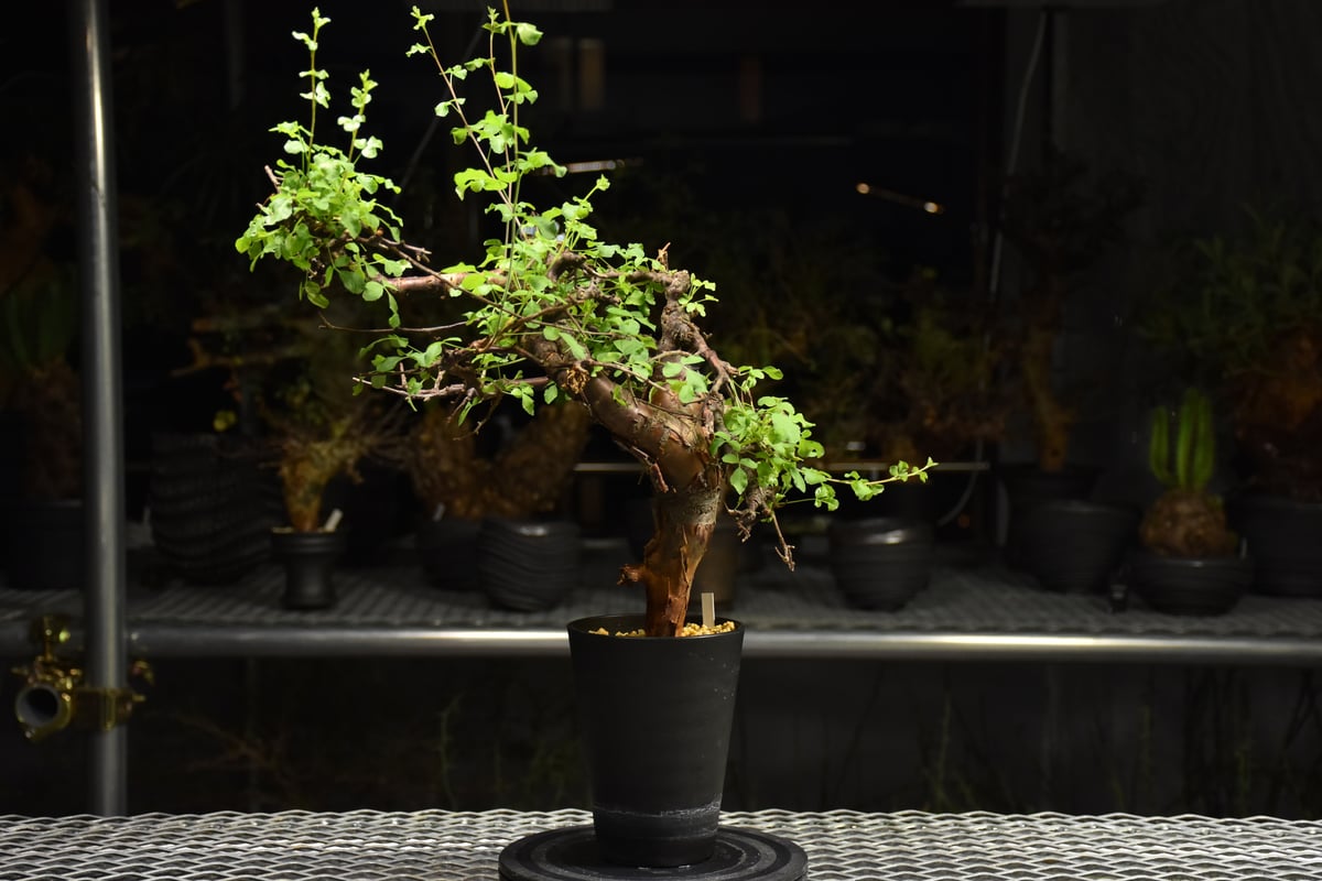 Commiphora Boranensis コミフォラ ボラネンシス 発根済現地株 F24 |