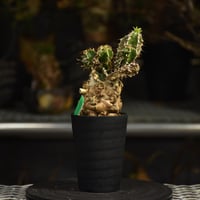 Commiphora campestris コミフォラ カンペストリス 発根済現地株 H3 |