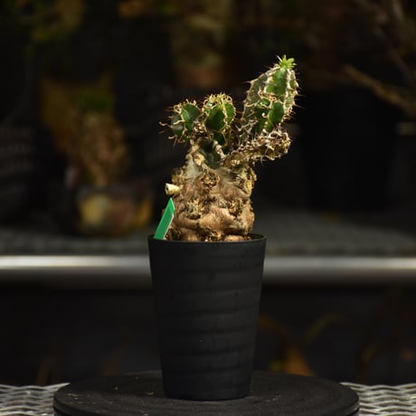 Euphorbia mlanjeana　ユーフォルビア ムランジーナ 発根済現地株 I43