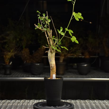 Commiphora holtziana コミフォラ ホルトジアナ 発根済現地株 H22