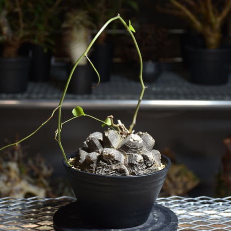 Dioscorea elephantipes ディオスコレア エレファンティペス アフリカ亀甲竜 発根済現地株 2