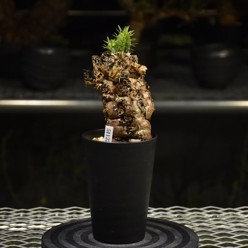 Euphorbia mlanjeana ユーフォルビア ムランジーナ 発根済現地株