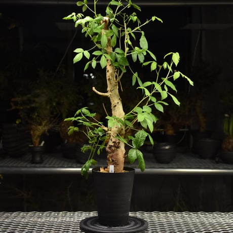 コミフォラホルトジアナ Commiphora holtziana コミフォラ ホルトジアナ 発根済現地株 #7