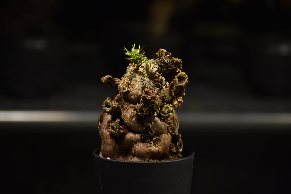 Euphorbia mlanjeana ユーフォルビア ムランジーナ 発根済現地株 I33 |