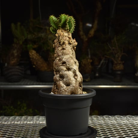 Euphorbia mlanjeana　ユーフォルビア ムランジーナ 発根済現地株 I82