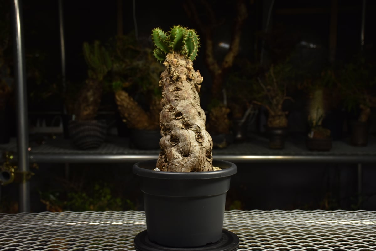 Euphorbia mlanjeana ユーフォルビア ムランジーナ 発根済現地株 I82 |