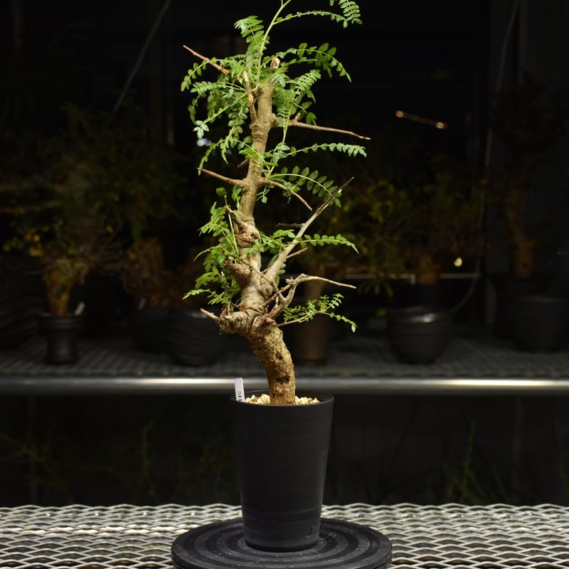 Boswellia neglecta ボスウェリア ネグレクタ 発根済現地株 H13 | BO