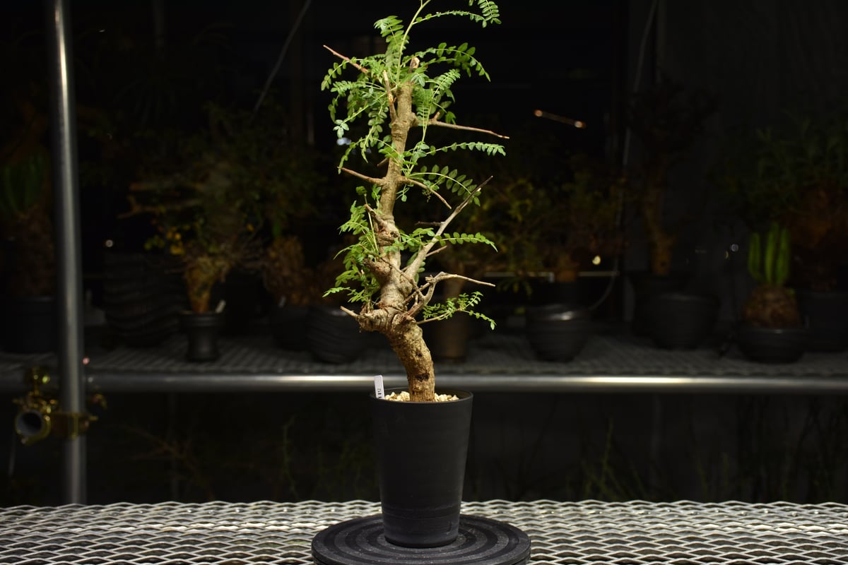 Boswellia neglecta ボスウェリア ネグレクタ 発根済現地株 H13 | BO