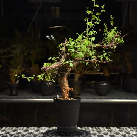 Commiphora Boranensis　コミフォラ ボラネンシス　発根済現地株 F24