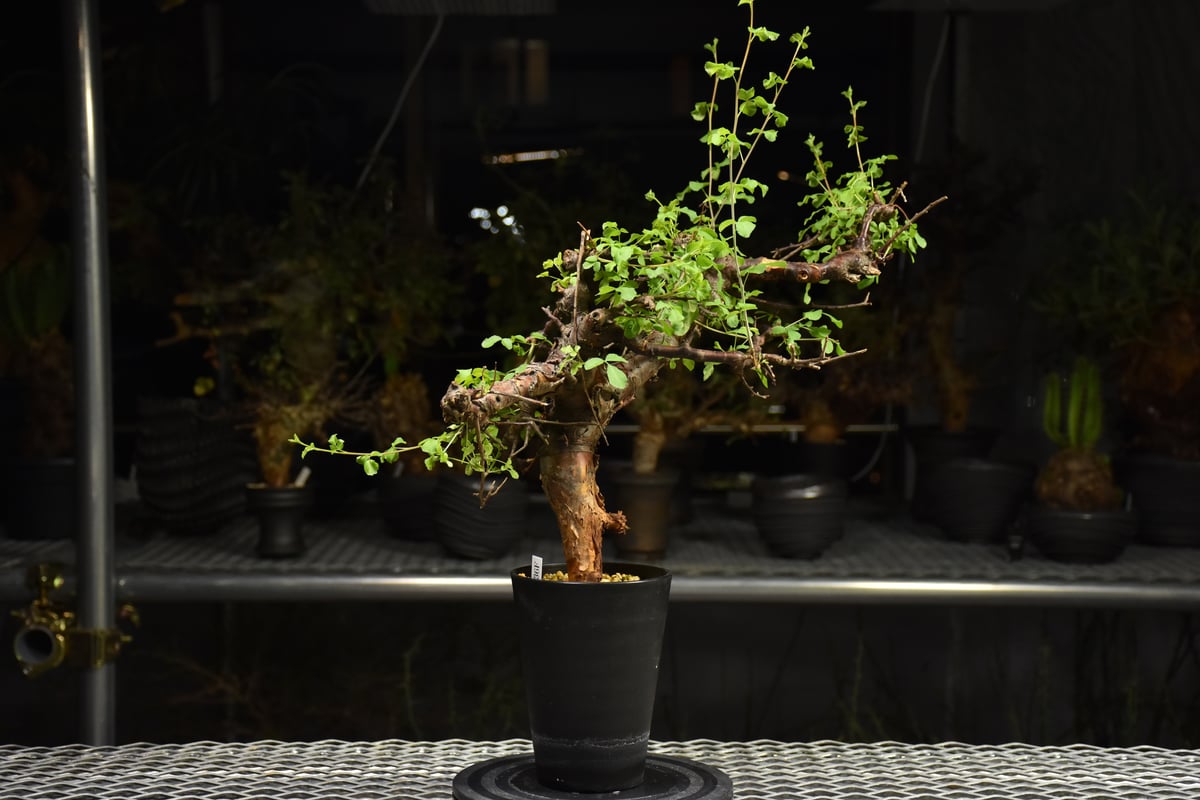 Commiphora Boranensis コミフォラ ボラネンシス 発根済現地株 F24 |
