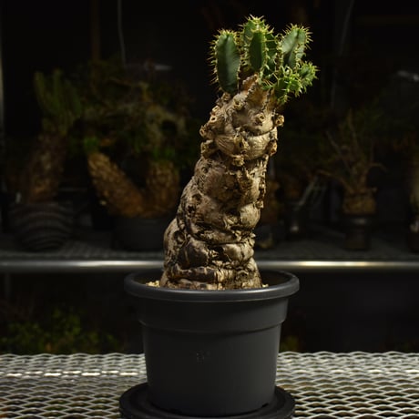 Euphorbia mlanjeana　ユーフォルビア ムランジーナ 発根済現地株 I82