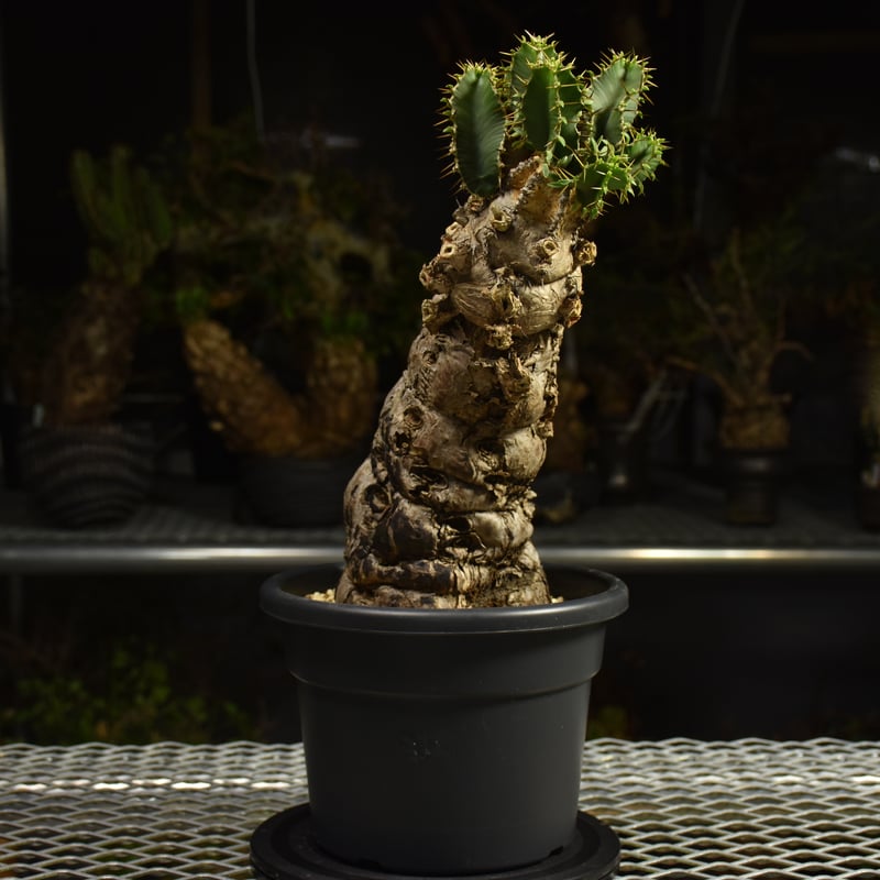 Euphorbia mlanjeana ユーフォルビア ムランジーナ 発根済現地株 I82 |