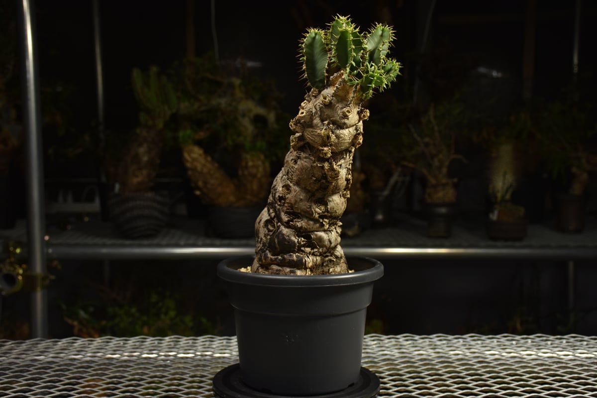 ユーフォルビア・ムランジーナ鉢入り発送　Euphorbia Mlanjeana Euphorbia mlanjeana ユーフォルビア ムランジーナ 発根済現地株 I82 |