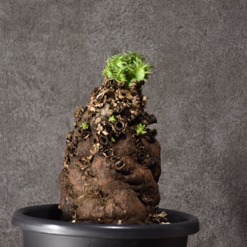 Euphorbia mlanjeana ユーフォルビア ムランジーナ 発根済現地株