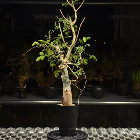 Commiphora holtziana コミフォラ ホルトジアナ 発根済現地株 H12