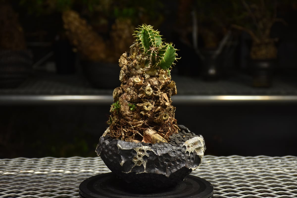 Euphorbia mlanjeana ユーフォルビア ムランジーナ 発根済現地株 I79 |
