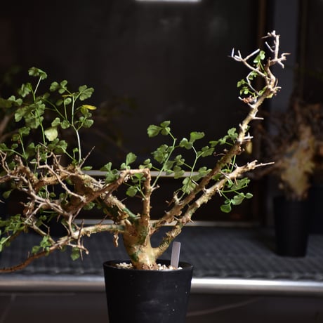 Commiphora campestris var. campestris コミフォラ カンペストリス 発根済現地株 B5