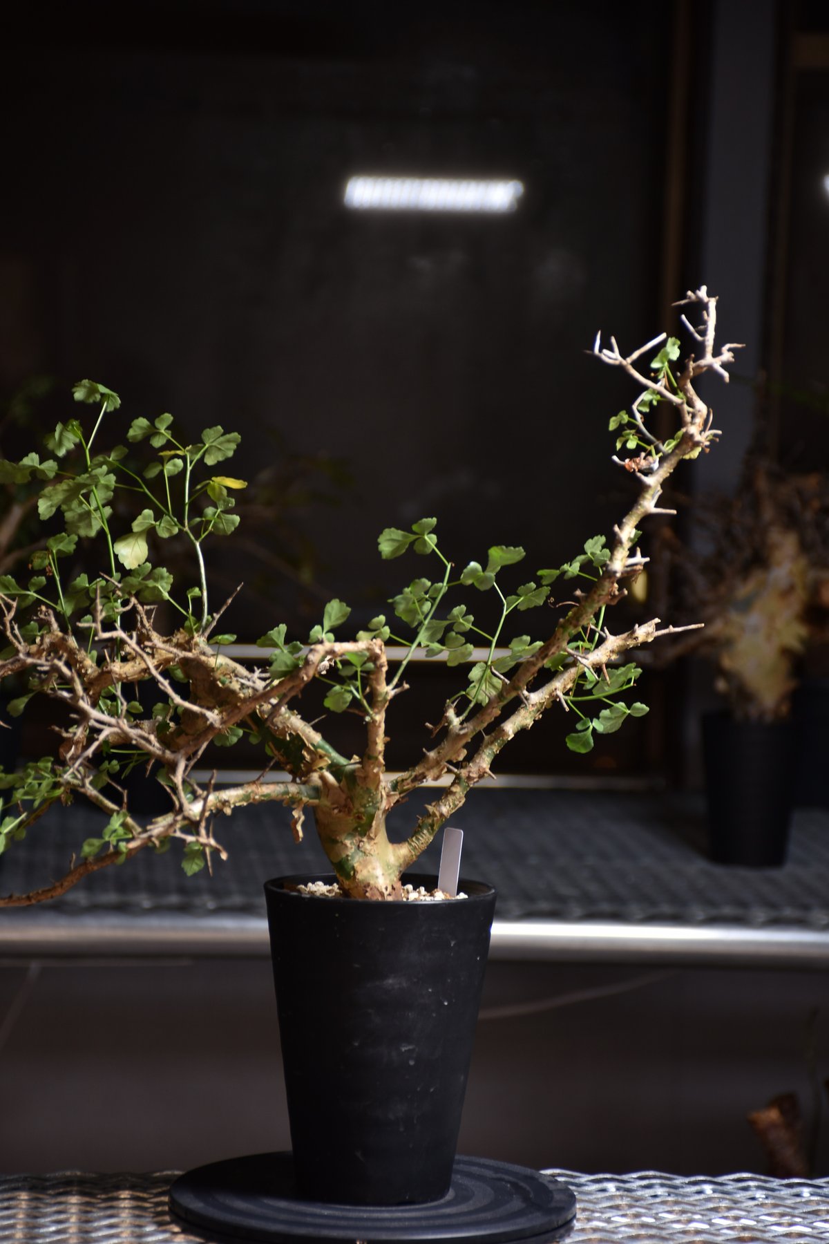 Commiphora campestris var. campestris コミフォラ カンペ