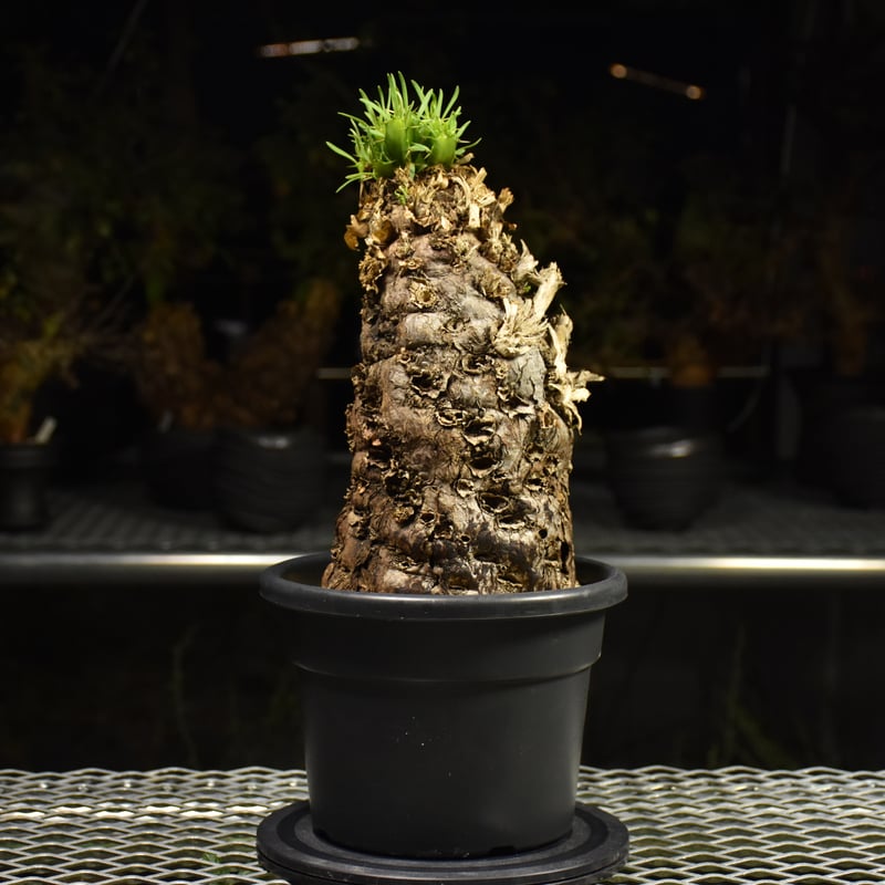 Euphorbia mlanjeana ユーフォルビア ムランジーナ 発根済現地株 I42 |