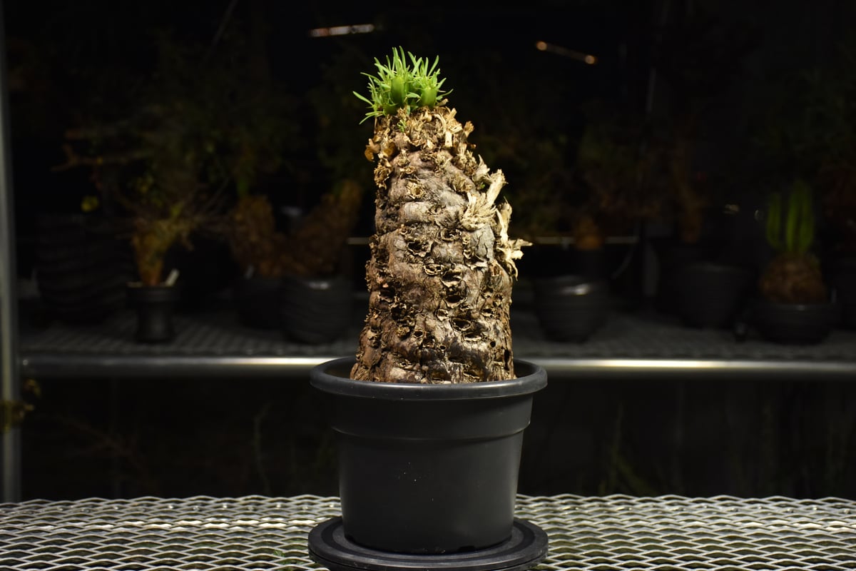 Euphorbia mlanjeana ユーフォルビア ムランジーナ 発根済現地株 I42 |