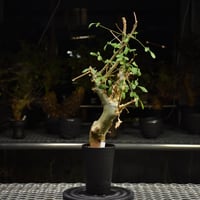 Commiphora humbertii コミフォラ フンベルティ 発根済現地株 I9 送料着