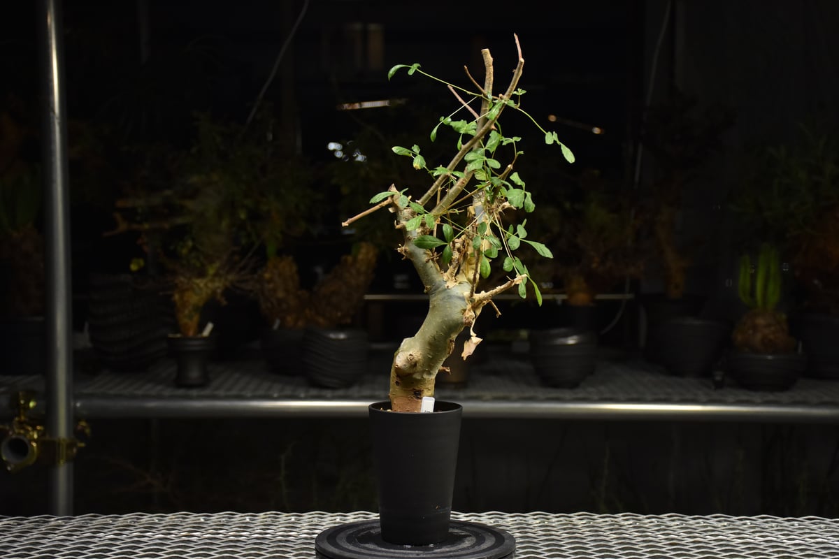 Commiphora holtziana コミフォラ ホルトジアナ 発根済現地株 H29 |
