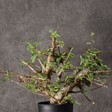 Boswellia neglecta ボスウェリア ネグレクタ 発根済現地株 #10