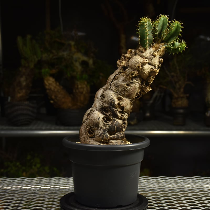Euphorbia mlanjeana ユーフォルビア ムランジーナ 発根済現地株 I82 |
