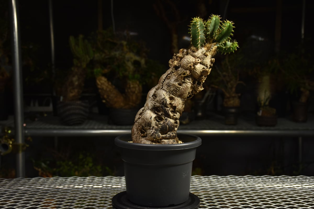 Euphorbia mlanjeana ユーフォルビア ムランジーナ 発根済現地株 I82 |