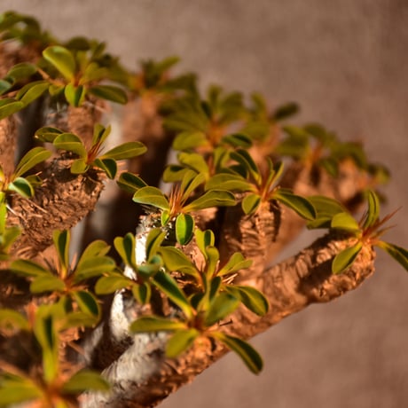 Euphorbia guillauminiana　ユーフォルビア　ギラウミニアナ　発根済現地株 #1