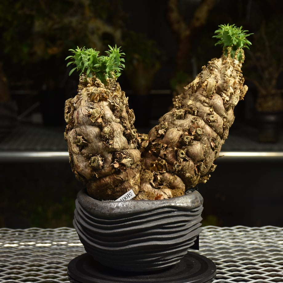 6a018c807e9540e14bd1f8b3