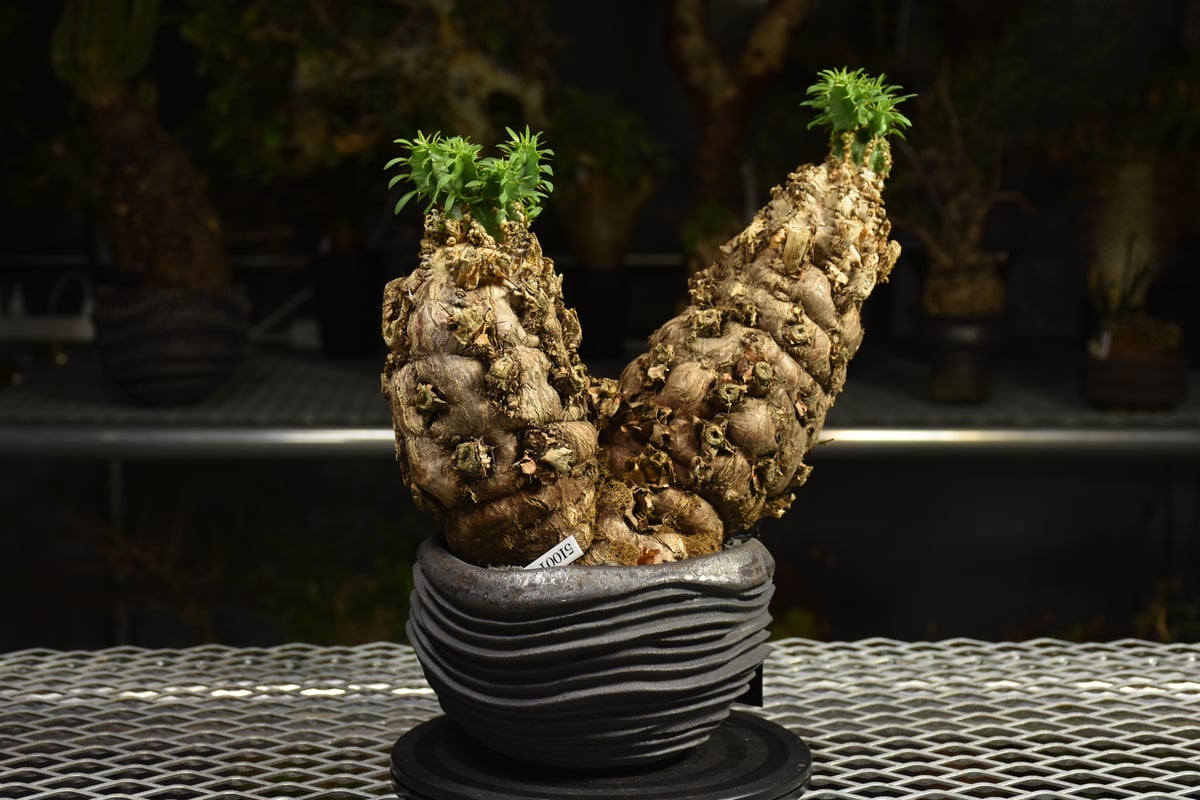Euphorbia mlanjeana ユーフォルビア ムランジーナ 発根済現地株 I80 |